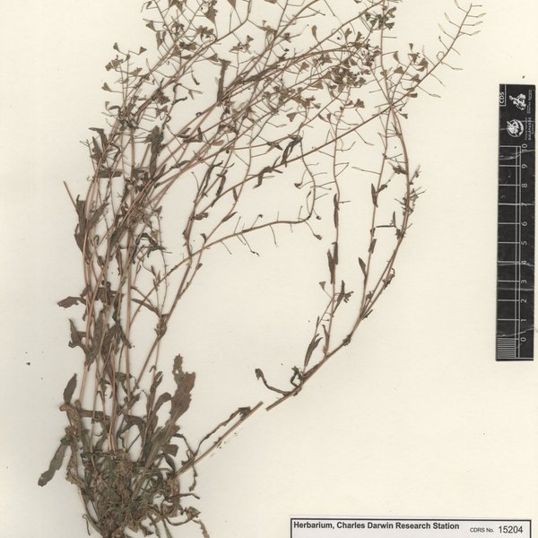 Capsella bursa-pastoris (L.) Medik.
