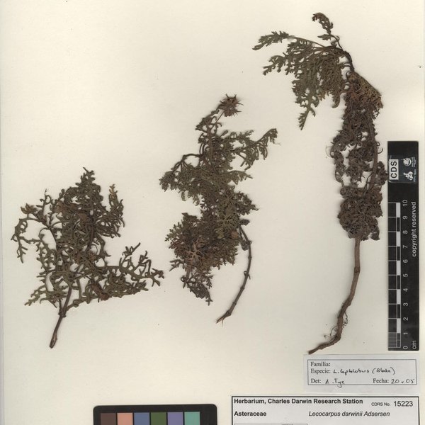 Lecocarpus leptolobus (Blake) Cronquist & Stuessy