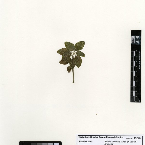 Fittonia albivenis (Lindl. ex Veitch) Brummitt