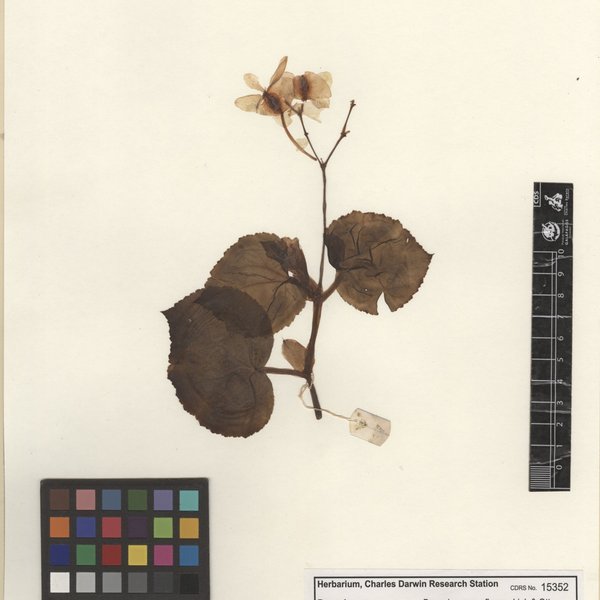Begonia semperflorens Link & Otto