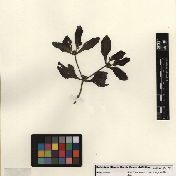 Acanthospermum microcarpum B.L. Rob.