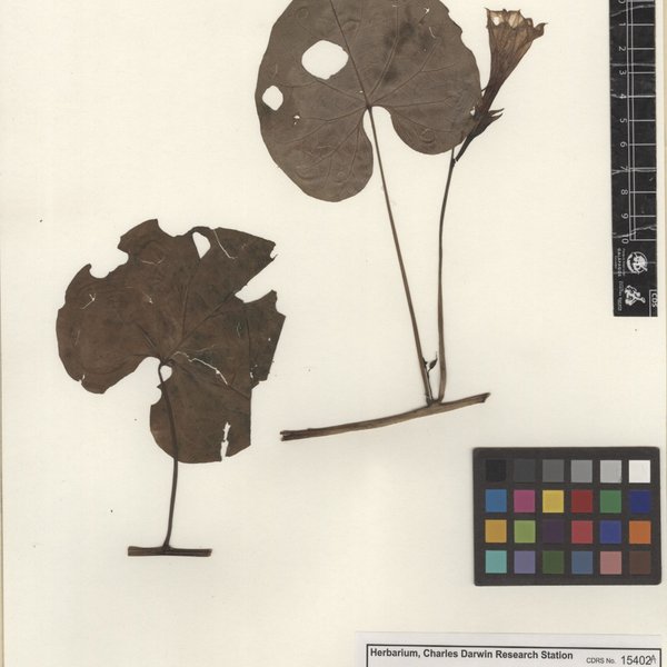 Ipomoea muricata (L.) Jacq.