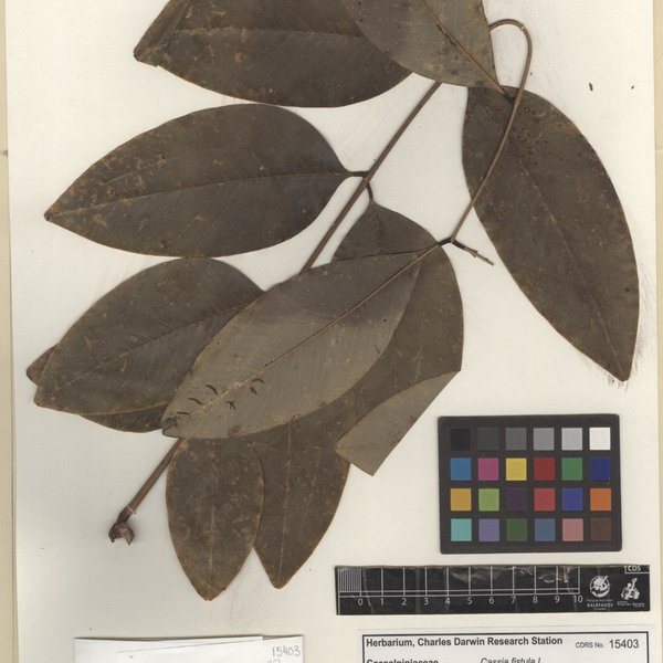 Cassia fistula L.