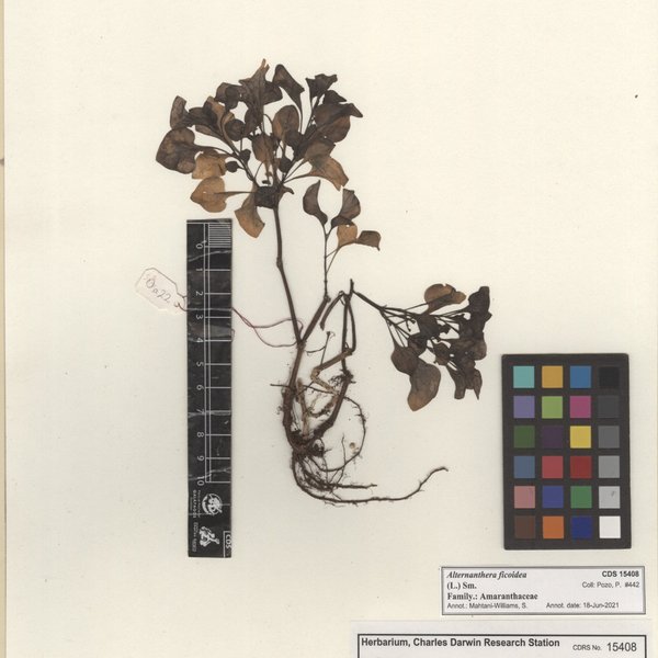 Alternanthera ficoidea (L.) Sm.
