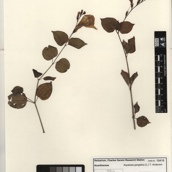 Asystasia gangetica (L.) T. Anderson