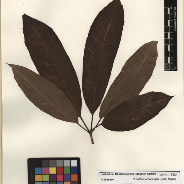 Schefflera actinophylla (Endl.) Harms