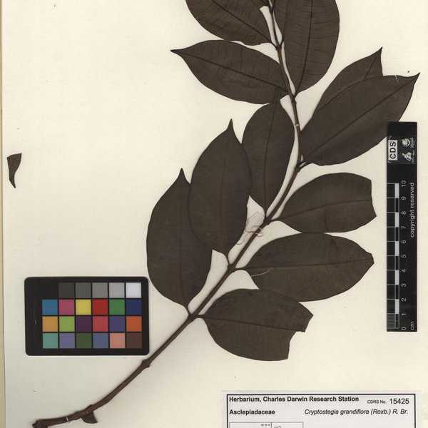 Cryptostegia grandiflora (Roxb.) R. Br.