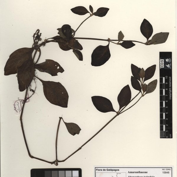 Dracaena angustifolia Roxb.
