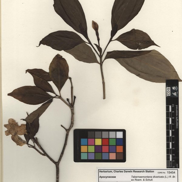 Tabernaemontana divaricata (L.) R. Br. ex Roem. & Schult.