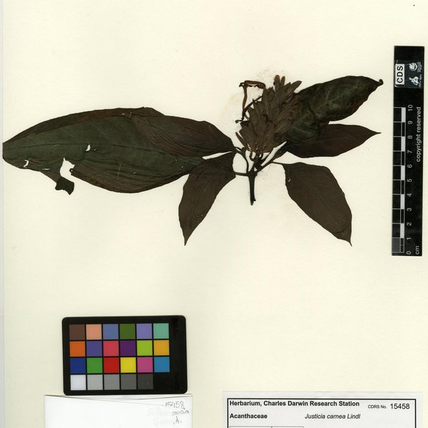 Justicia carnea Lindl.