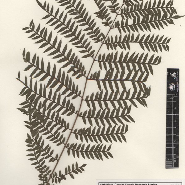 Jacaranda mimosifolia D. Don