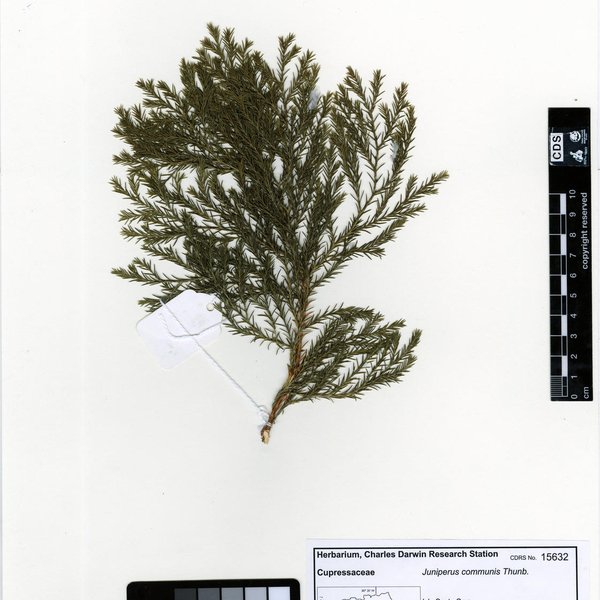 Juniperus communis Thunb.