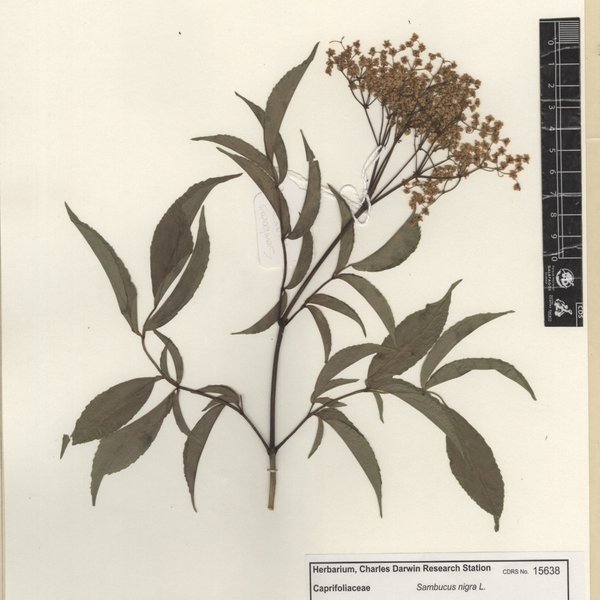 Sambucus nigra L.