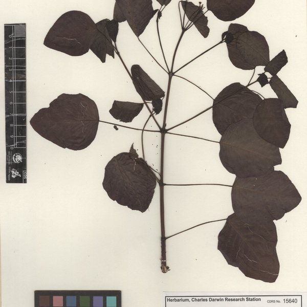 Euphorbia cotinifolia L.