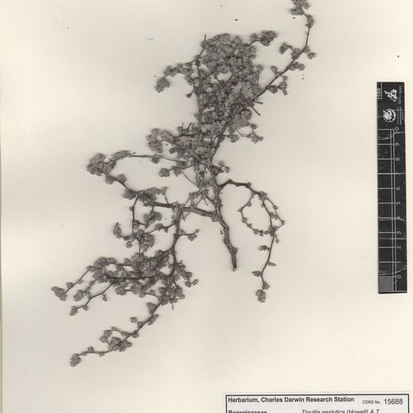 Tiquilia nesiotica (Howell) A.T. Richardson