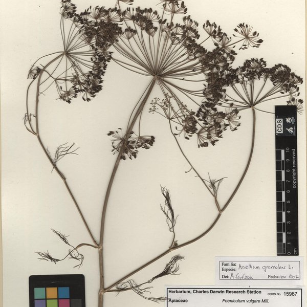Adiantum tenerum Sw.