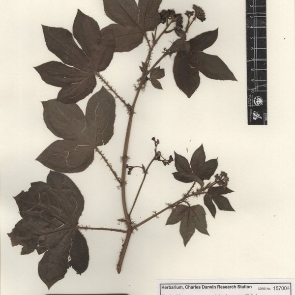 Jatropha gossypiifolia L.