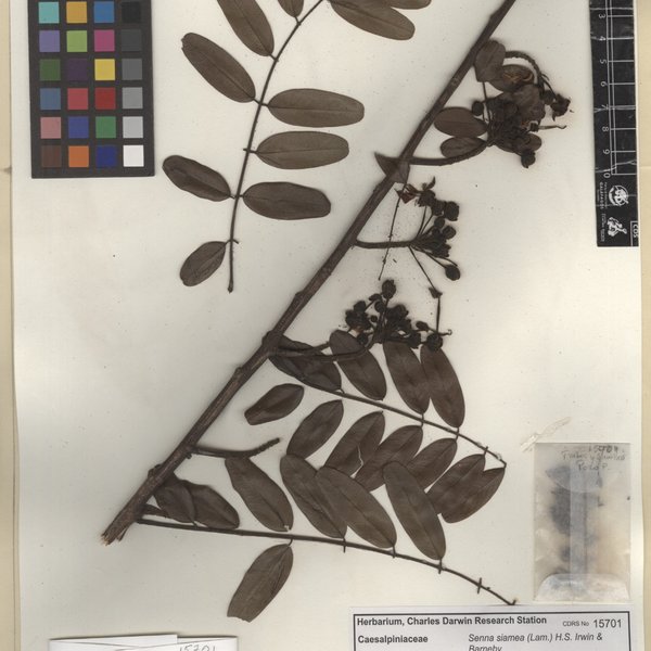 Senna siamea (Lam.) H.S. Irwin & Barneby