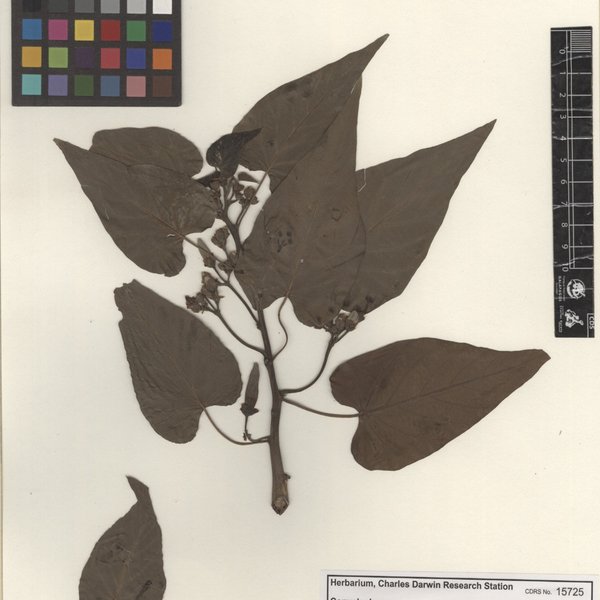 Ipomoea carnea subsp. fistulosa (Mart. ex Choisy) D.F. Austin
