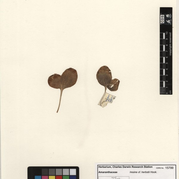 Iresine diffusa f. herbstii (Hook.) Pedersen