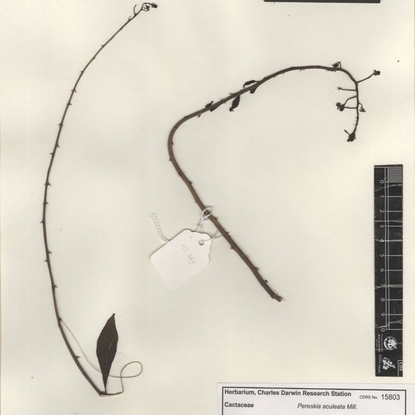 Pereskia aculeata Mill.