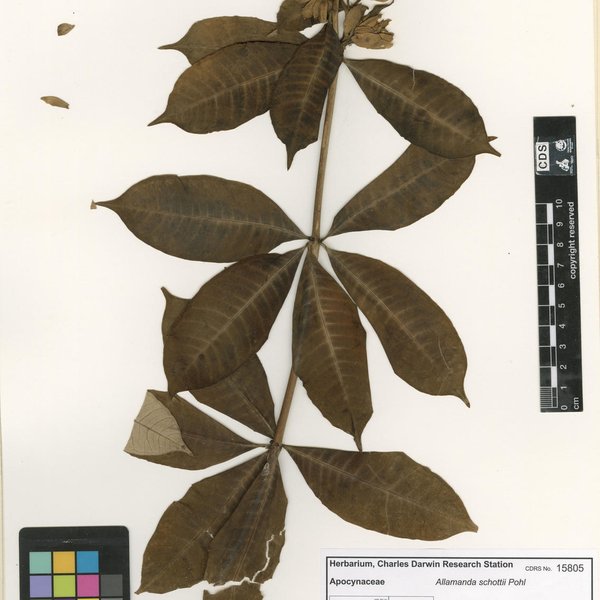 Allamanda schottii Pohl