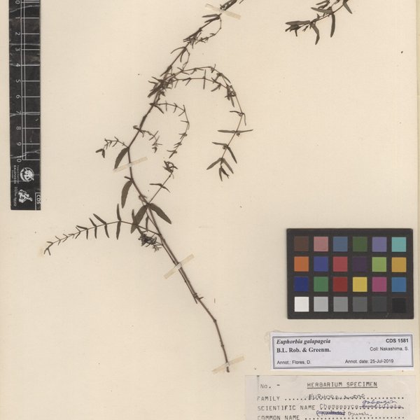 Euphorbia galapageia B.L. Rob. & Greenm.