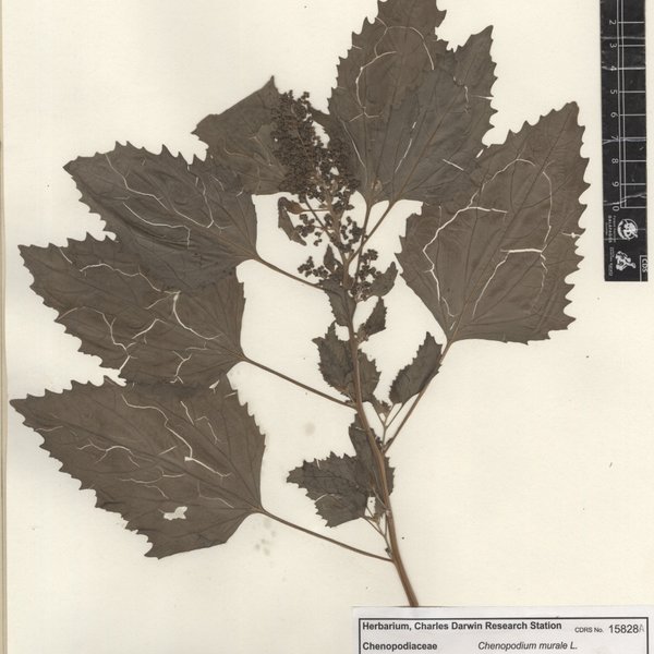 Chenopodiastrum murale (L.) S.Fuentes, Uotila & Borsch