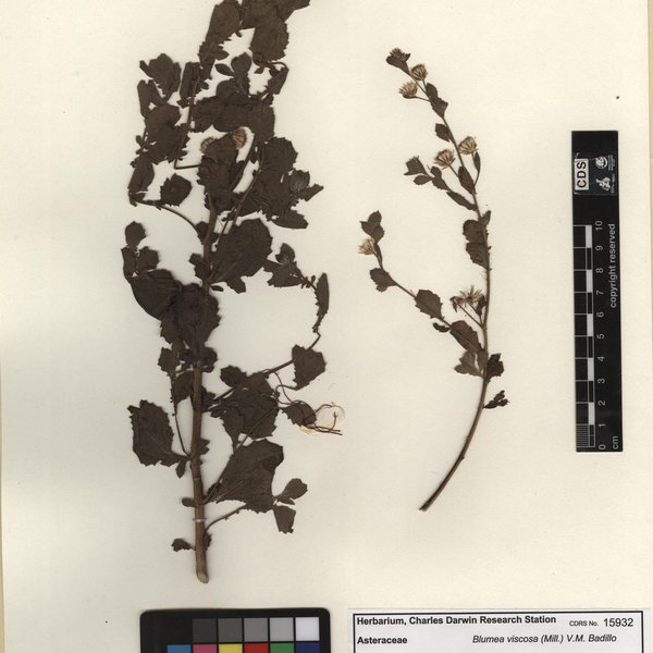 Pseudoconyza viscosa (Mill.) D' Arcy
