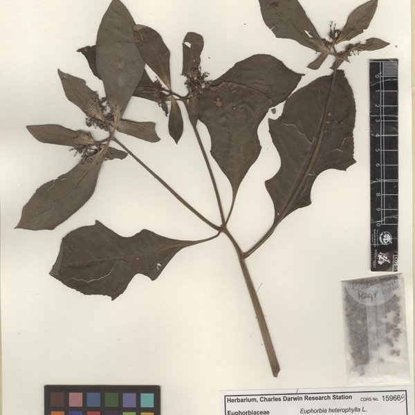 Euphorbia heterophylla L.