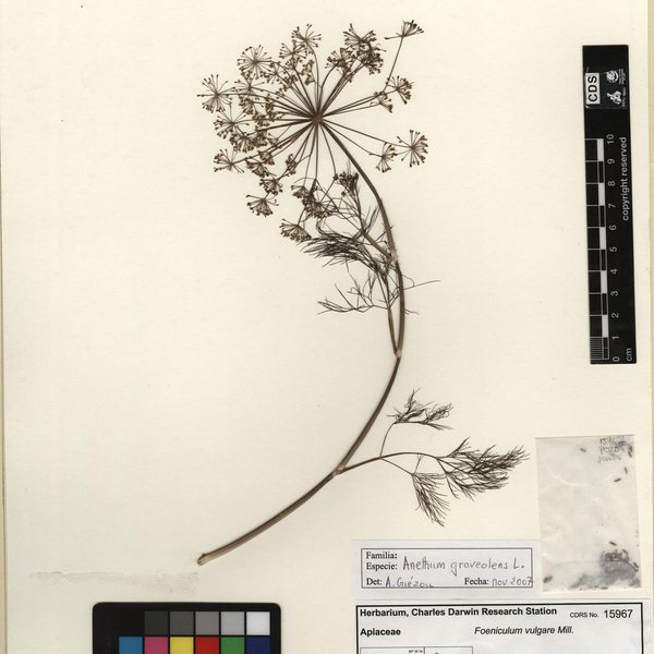 Anethum graveolens L.