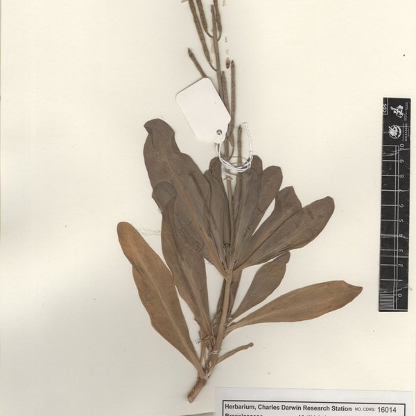 Matthiola incana (L.) R. Br.