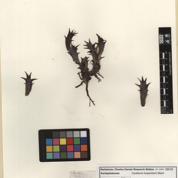 Pachycymbium decaisneanum (Lem.) M.G.Gilbert