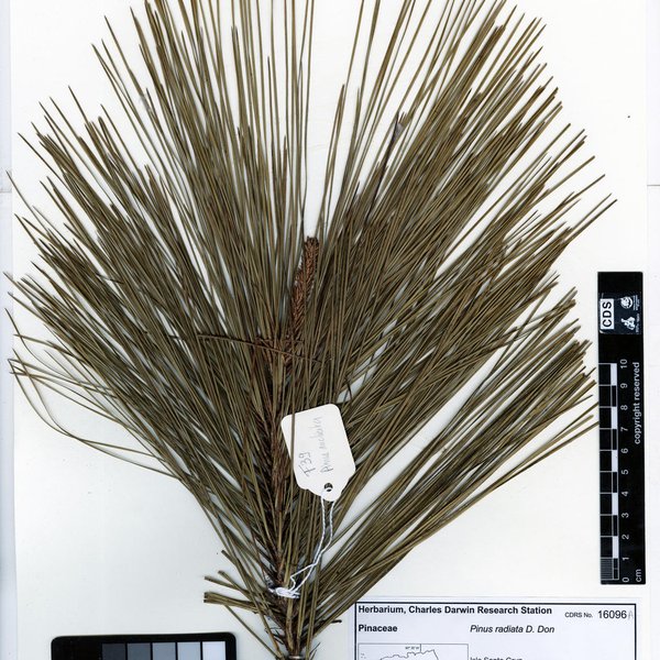 Pinus radiata D. Don