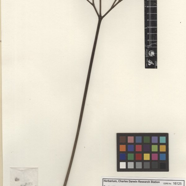 Cnidoscolus aconitifolius (Mill.) I.M. Johnst.