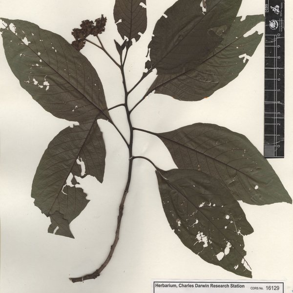 Cordia alliodora (Ruiz & Pav.) Oken