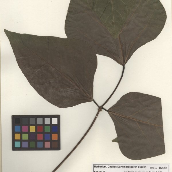 Erythrina poeppigiana (Walp.) O.F. Cook