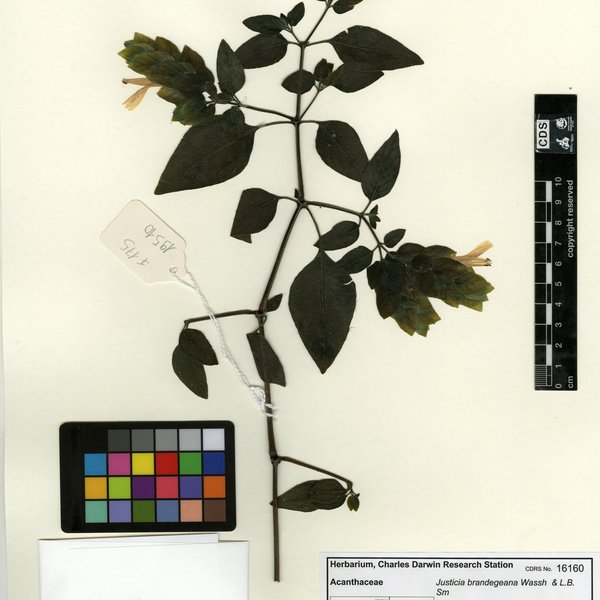 Justicia brandegeana Wassh. & L.B. Sm.