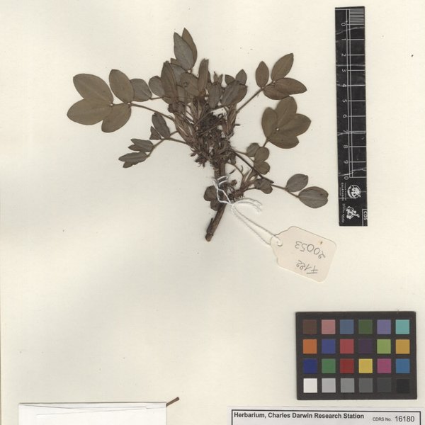 Arachis hypogaea L.