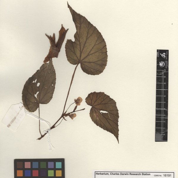 Begonia "aya"