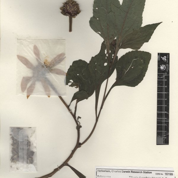 Tithonia diversifolia (Hemsl.) A. Gray