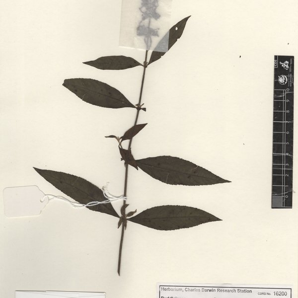 Buddleja davidii Franch.