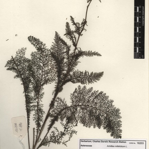 Achillea millefolium L.