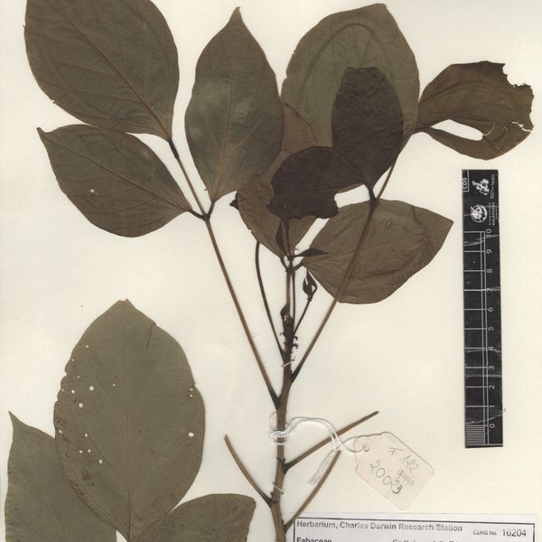 Erythrina edulis Triana ex Micheli