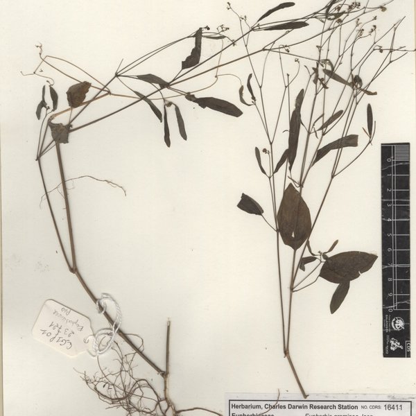 Euphorbia graminea Jacq.