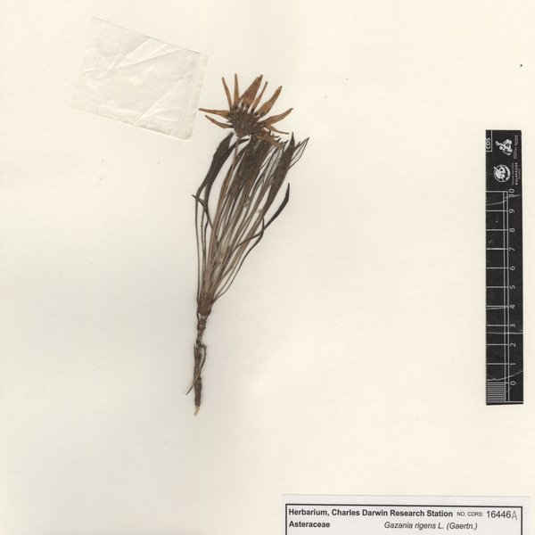 Gazania rigens L. (Gaertn.)