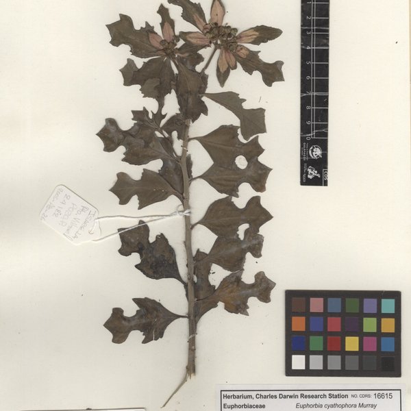 Euphorbia heterophylla var. cyathophora (Murray) Griseb.