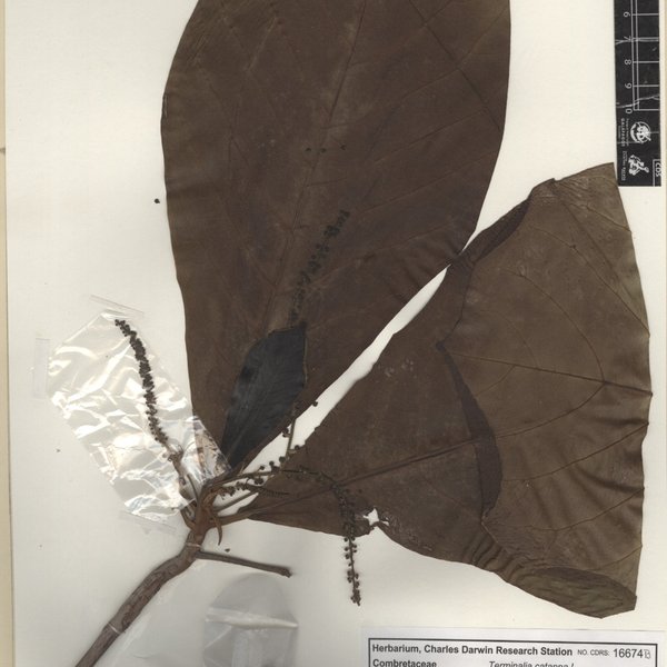 Terminalia catappa L.