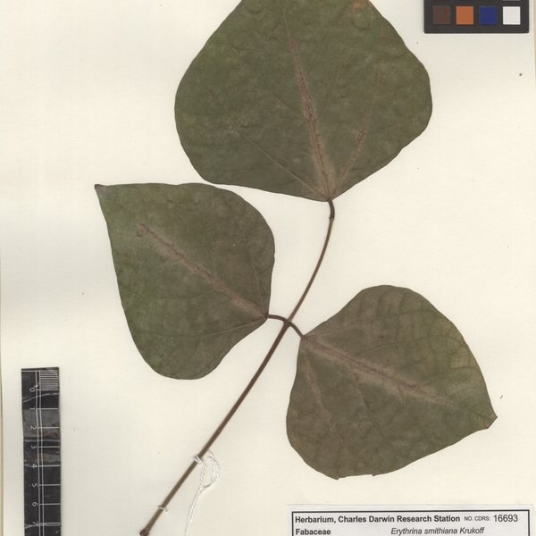 Erythrina smithiana Krukoff
