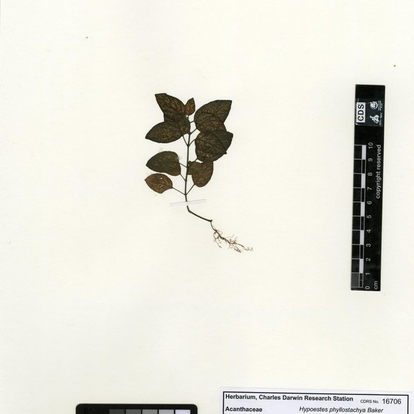 Hypoestes phyllostachya Baker